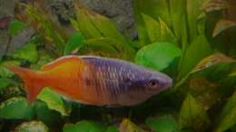 Besatz im Aquarium Paradise Edge Obsolete