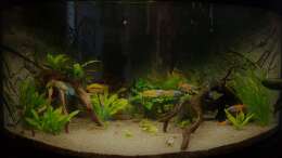 Aquarium Paradise Edge Obsolete