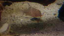Besatz im Aquarium Paradise Edge Obsolete