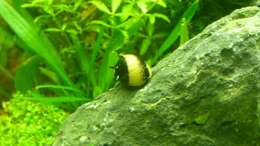 Geweihschnecke