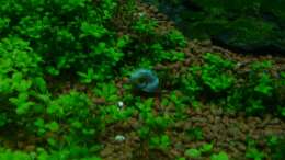 blaue Posthornschnecke