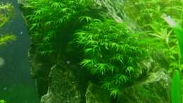Fissidens fontanus
