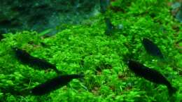 Besatz im Aquarium Milestones (nur noch als Beispiel)