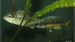 Foto mit Cyprichromis leptosoma kitumba