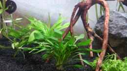 Foto mit vorn: Cryptocoryne willisii, hinten: Echinodorus quadricostatus