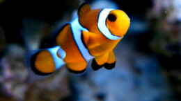 Foto mit Amphiprion ocellaris