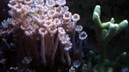 Dekoration im Aquarium A Piece of Reef Obsolete
