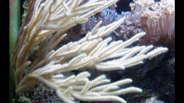 Dekoration im Aquarium A Piece of Reef Obsolete