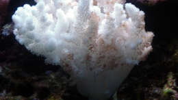Pflanzen im Aquarium A Piece of Reef Obsolete