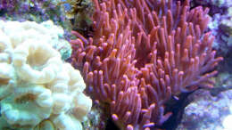 Pflanzen im Aquarium A Piece of Reef Obsolete