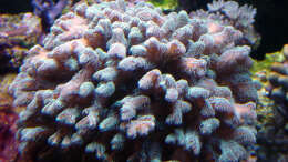 Pflanzen im Aquarium A Piece of Reef Obsolete