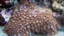 Dekoration im Aquarium A Piece of Reef Obsolete