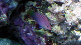 Besatz im Aquarium A Piece of Reef Obsolete