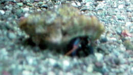 Besatz im Aquarium A Piece of Reef Obsolete