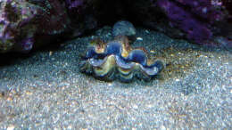 Pflanzen im Aquarium A Piece of Reef Obsolete
