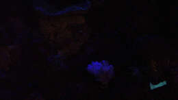 Nachtaufnahme LED blau