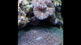 Pflanzen im Aquarium A Piece of Reef Obsolete