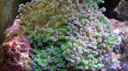 Dekoration im Aquarium A Piece of Reef Obsolete