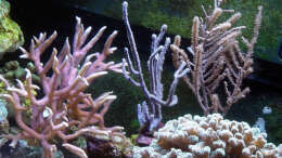 Pflanzen im Aquarium A Piece of Reef Obsolete