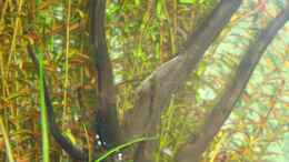 Foto mit Amano-Garnele und am Stamm vermutlich Eier der Corydoras panda