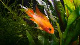 Foto mit Apistogramma agassizii ???Fire Red???
