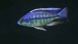 Besatz im Aquarium Becken 165