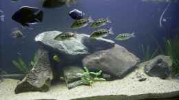 Aquarium Becken 165