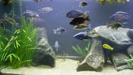 Aquarium Becken 165