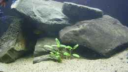 Aquarium Becken 165