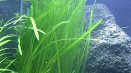 Dekoration im Aquarium Becken 165