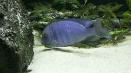 Besatz im Aquarium Becken 165