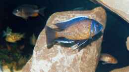 Besatz im Aquarium Becken 165