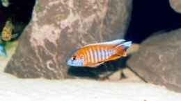 Besatz im Aquarium Becken 165