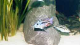 Besatz im Aquarium Becken 165