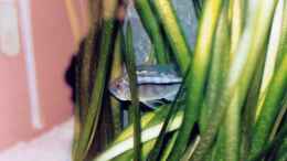 Besatz im Aquarium Becken 165