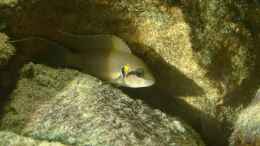 Foto mit Neolamprologus brichardi