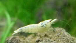 Foto mit 4.5.2010  Caridina cf. cantonensis  Snow White
