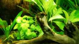 Foto mit links:Hydrocotyle Verticillata, rechts:Nomephila Siamensis