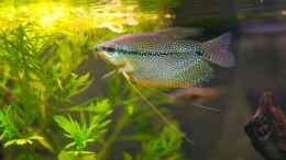 Foto mit Mosaikfadenfisch Weibchen