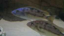 Foto mit Tyrannochromis nigriventer WFN