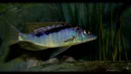 Foto mit Mylochromis gracilis (male)