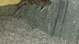 Foto mit Synodontis petricola (lucipinnis) WFNZ