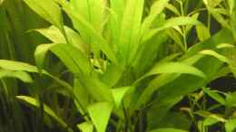 Foto mit Eine der hygrophila corymbosa siamensis