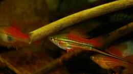 Besatz im Aquarium Tabasco Fischland