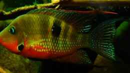 Besatz im Aquarium Tabasco Fischland