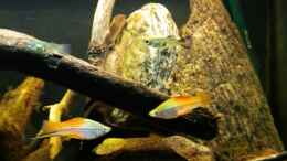 Schwertträger und Guppy