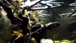 Aquarium Tabasco Fischland