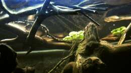 Dekoration im Aquarium Tabasco Fischland