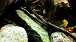 Dekoration im Aquarium Tabasco Fischland