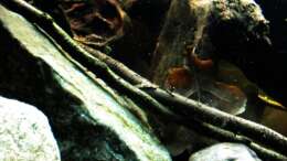 Dekoration im Aquarium Tabasco Fischland